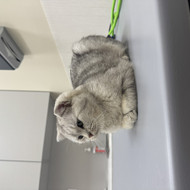 Šunų, kačių kirpyklos