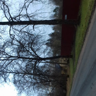 Reikia nugenėti 5 medžius paliekant viršūnes