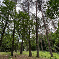 42vnt pušų sausų ir pažeistų šakų genėjimas Alytaus mieste