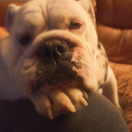 Šunų viešbučiai, vedžiojimas, priežiūra