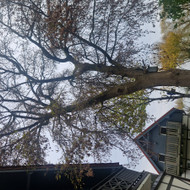 Medžių genėjimas, pjovimas