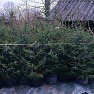 Pervežti 100-120 eglučių vazonuose