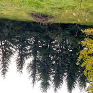 Medziu kirtimas sodu bendrijos teritorijoje