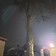 Medžių genėjimas, pjovimas