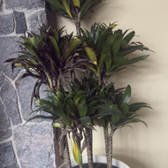 Vidaus augalų priežiūra