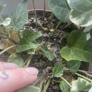 Vidaus augalų priežiūra