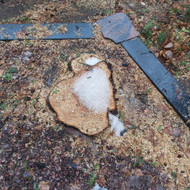 Ieškau kas galėtų saugiai pašalinti tujos kelmą kapavietėje