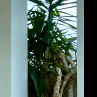 Reikia persodinti DIDELĘ GĖLĘ - Naujamiestyje