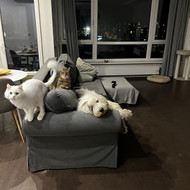 Buto generalinis valymas