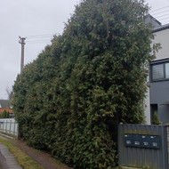 Gyvatvorės kirpimas Kaune