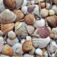 Ieškau, kas galėtų išgręžti mažas skylutes natūraliose kriauklytėse