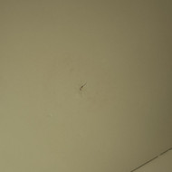 Ieškau gerų meistrų