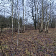 Miško kirtimas - valymas