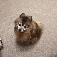 Šunų viešbučiai, vedžiojimas, priežiūra