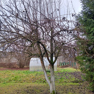 Medžių pjovimas ir išvežimas