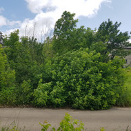 Reikia sutvarkyt 1,2 arų sklypa, išraunant krūmus