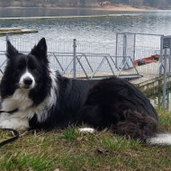 Šunų viešbučiai, vedžiojimas, priežiūra