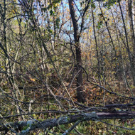 Apleisto sklypo sutvarkymas- medžių išpjovimas