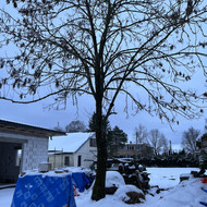 Reikalinga nupjauti vieną medį, vieta- Kėdainiai