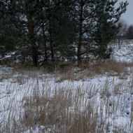 Vasario 12-20 dienomis reiktų nupjauti ir sutvarkyti aplinką apie 10 pušų