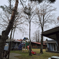 Medžių genėjimas, pjovimas