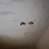 Griovimo ir išvežimo darbai