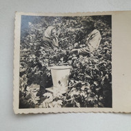 Nuotraukų restauravimas