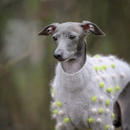 Mezgimas pagal individualius užsakymus