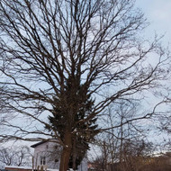 Medžių nupjovimas ir supjaustymas