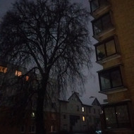 Patrumpinti kelias medžio šakas