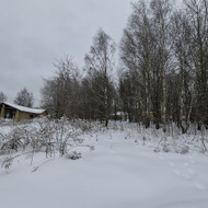 Teritorijos sutvarkymas nuo krūmų/medžių