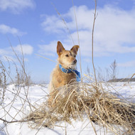 Šuns priežiūra Jūsų namuose 36 dienoms