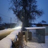 Medžių genėjimas, pjovimas