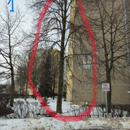 Medžių genėjimas, pjovimas