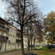 Ieškau medžių genėjimo paslaugos