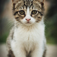 Spauda ant marskineliu