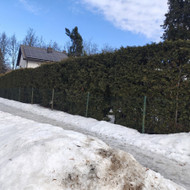 Medžių pjovimas ir išvežimas