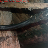 Reikia sutvarkyti/pakeisti pažeistą aliumininį kabelį