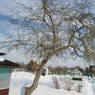 Vaismedžių genėjimas