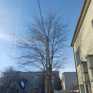 Medžių genėjimas, pjovimas