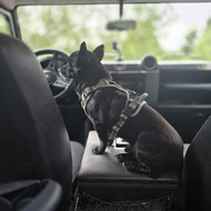 Ieškome auklės mūsų augintiniams