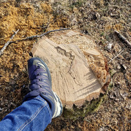 Ieškau kas galėtų nufrezuoti medžių kelmus
