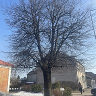 Medžių genėjimas, pjovimas