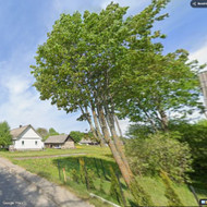 Reikia nugenėti 3 medžius