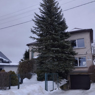 Medžių genėjimas, pjovimas