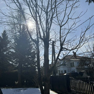 Reikėtų išgenėti 3 didelius medžius