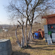 Reikalingas slyvų pjovimas ir išvežimu