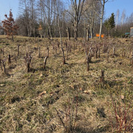 Sklypo lyginimas, formavimas