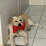 Šunų vedžiojimas, priežiūra