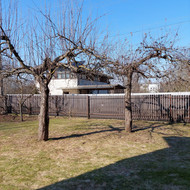 Apgenėti 3 senas obelis Kaune